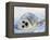 Harp Seal Pup on its Side-John Conrad-Framed Premier Image Canvas