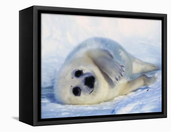 Harp Seal Pup on its Side-John Conrad-Framed Premier Image Canvas