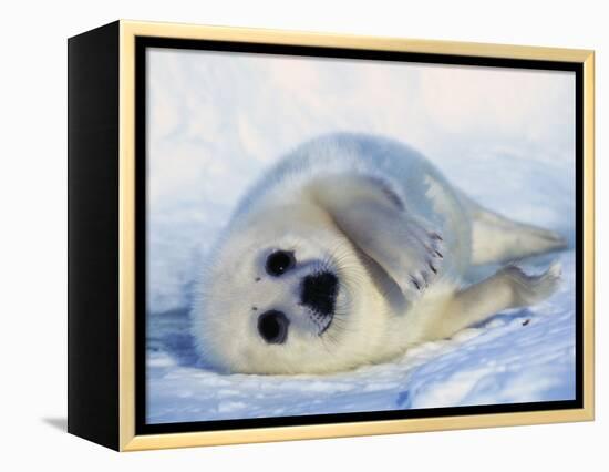 Harp Seal Pup on its Side-John Conrad-Framed Premier Image Canvas