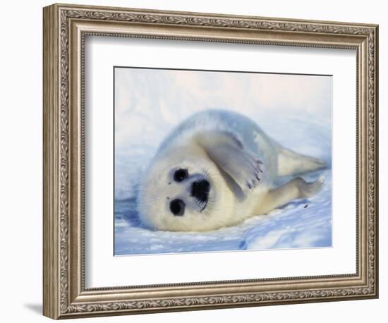 Harp Seal Pup on its Side-John Conrad-Framed Photographic Print