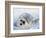 Harp Seal Pup on its Side-John Conrad-Framed Photographic Print