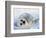 Harp Seal Pup on its Side-John Conrad-Framed Photographic Print