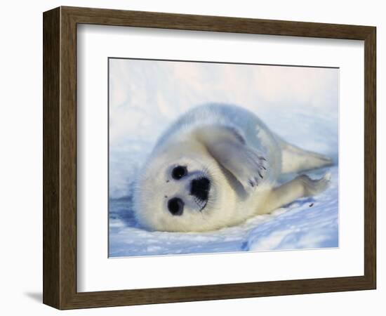 Harp Seal Pup on its Side-John Conrad-Framed Photographic Print