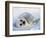 Harp Seal Pup on its Side-John Conrad-Framed Photographic Print