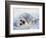 Harp Seal Pup on its Side-John Conrad-Framed Photographic Print