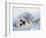 Harp Seal Pup on its Side-John Conrad-Framed Photographic Print