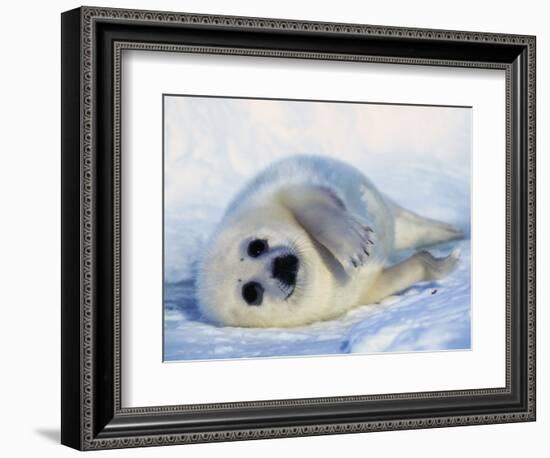 Harp Seal Pup on its Side-John Conrad-Framed Photographic Print