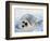 Harp Seal Pup on its Side-John Conrad-Framed Photographic Print