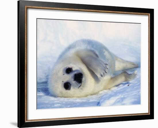 Harp Seal Pup on its Side-John Conrad-Framed Photographic Print