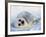 Harp Seal Pup on its Side-John Conrad-Framed Photographic Print