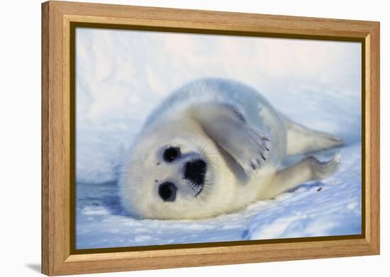 Harp Seal Pup on its Side-John Conrad-Framed Premier Image Canvas