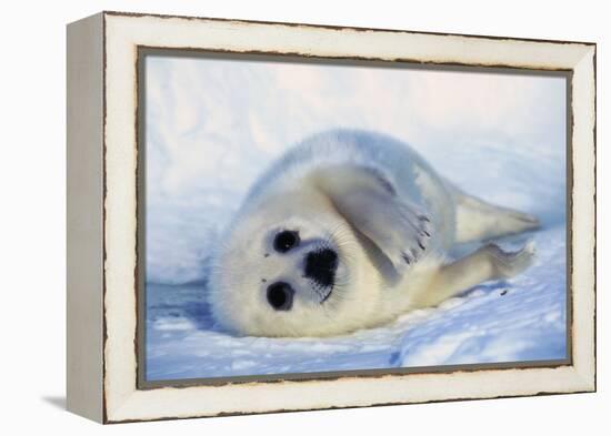 Harp Seal Pup on its Side-John Conrad-Framed Premier Image Canvas