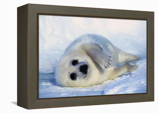 Harp Seal Pup on its Side-John Conrad-Framed Premier Image Canvas