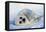 Harp Seal Pup on its Side-John Conrad-Framed Premier Image Canvas