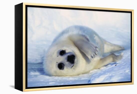 Harp Seal Pup on its Side-John Conrad-Framed Premier Image Canvas