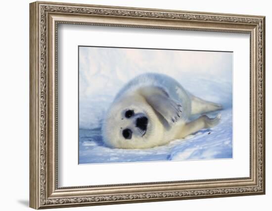 Harp Seal Pup on its Side-John Conrad-Framed Photographic Print