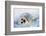 Harp Seal Pup on its Side-John Conrad-Framed Photographic Print