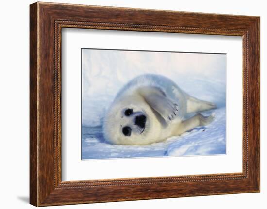 Harp Seal Pup on its Side-John Conrad-Framed Photographic Print