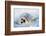 Harp Seal Pup on its Side-John Conrad-Framed Photographic Print