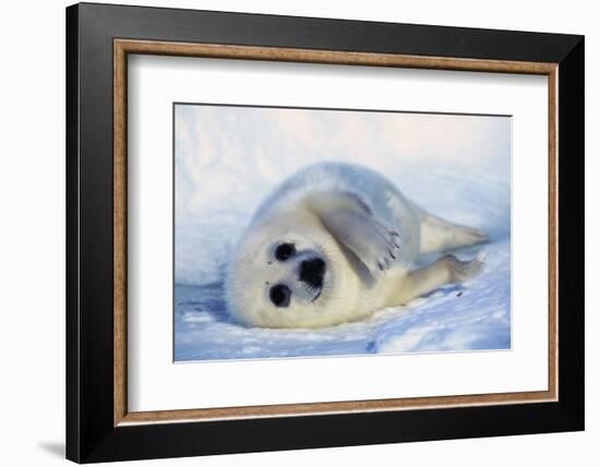 Harp Seal Pup on its Side-John Conrad-Framed Photographic Print