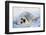 Harp Seal Pup on its Side-John Conrad-Framed Photographic Print