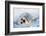 Harp Seal Pup on its Side-John Conrad-Framed Photographic Print