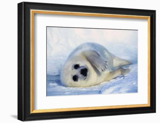 Harp Seal Pup on its Side-John Conrad-Framed Photographic Print