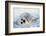 Harp Seal Pup on its Side-John Conrad-Framed Photographic Print