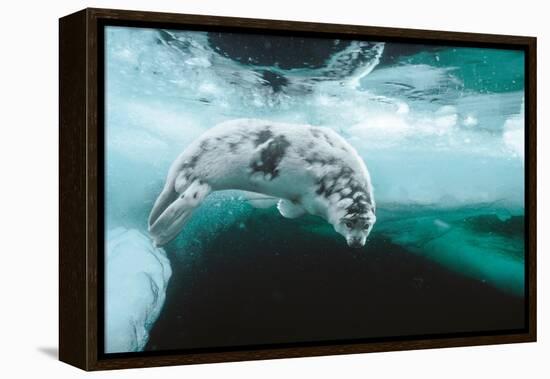 Harp seal pup swimming under sea ice, Canada-Doug Allan-Framed Premier Image Canvas