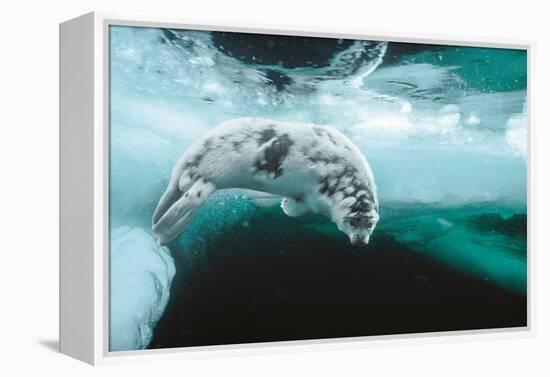 Harp seal pup swimming under sea ice, Canada-Doug Allan-Framed Premier Image Canvas