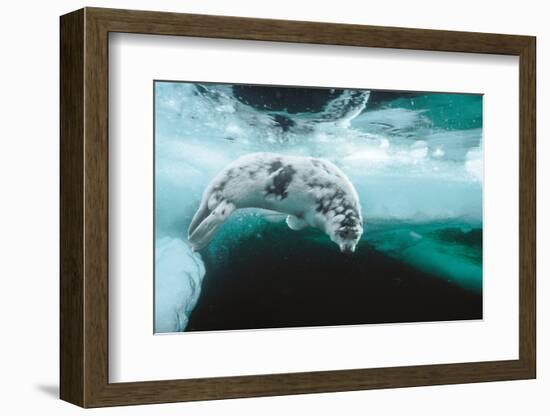 Harp seal pup swimming under sea ice, Canada-Doug Allan-Framed Photographic Print