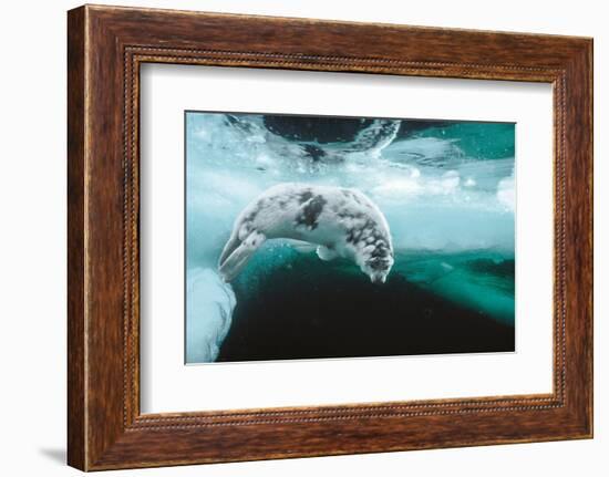 Harp seal pup swimming under sea ice, Canada-Doug Allan-Framed Photographic Print