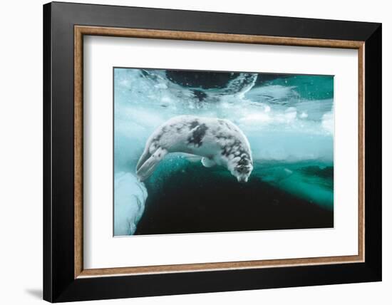 Harp seal pup swimming under sea ice, Canada-Doug Allan-Framed Photographic Print