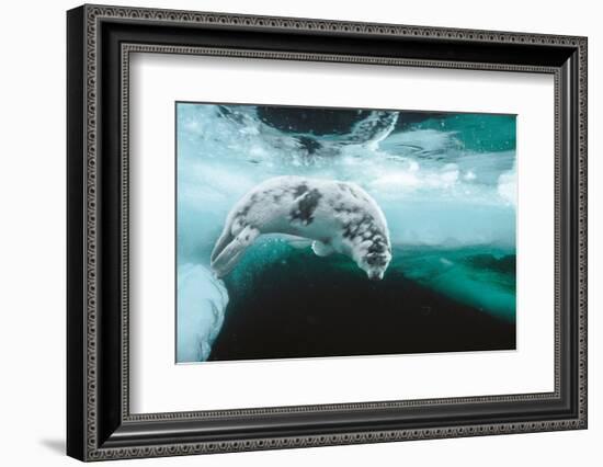 Harp seal pup swimming under sea ice, Canada-Doug Allan-Framed Photographic Print