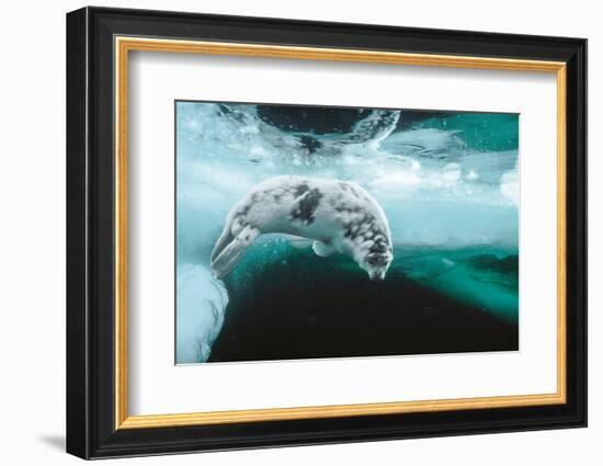 Harp seal pup swimming under sea ice, Canada-Doug Allan-Framed Photographic Print