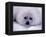 Harp Seal Pup with Snow on Fur-John Conrad-Framed Premier Image Canvas