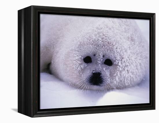 Harp Seal Pup with Snow on Fur-John Conrad-Framed Premier Image Canvas