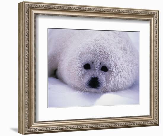 Harp Seal Pup with Snow on Fur-John Conrad-Framed Photographic Print