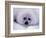 Harp Seal Pup with Snow on Fur-John Conrad-Framed Photographic Print