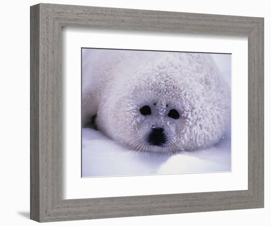 Harp Seal Pup with Snow on Fur-John Conrad-Framed Photographic Print