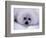 Harp Seal Pup with Snow on Fur-John Conrad-Framed Photographic Print