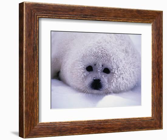 Harp Seal Pup with Snow on Fur-John Conrad-Framed Photographic Print