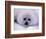 Harp Seal Pup with Snow on Fur-John Conrad-Framed Photographic Print