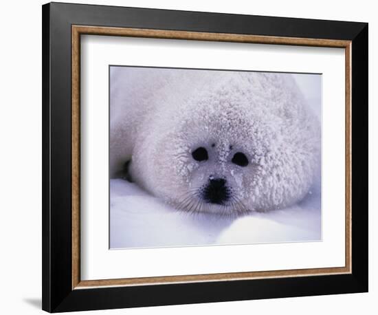 Harp Seal Pup with Snow on Fur-John Conrad-Framed Photographic Print