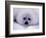 Harp Seal Pup with Snow on Fur-John Conrad-Framed Photographic Print