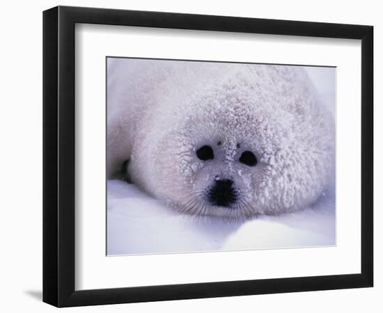 Harp Seal Pup with Snow on Fur-John Conrad-Framed Photographic Print