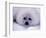 Harp Seal Pup with Snow on Fur-John Conrad-Framed Photographic Print