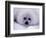 Harp Seal Pup with Snow on Fur-John Conrad-Framed Photographic Print