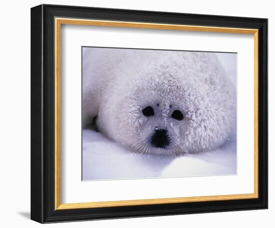 Harp Seal Pup with Snow on Fur-John Conrad-Framed Photographic Print