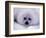 Harp Seal Pup with Snow on Fur-John Conrad-Framed Photographic Print